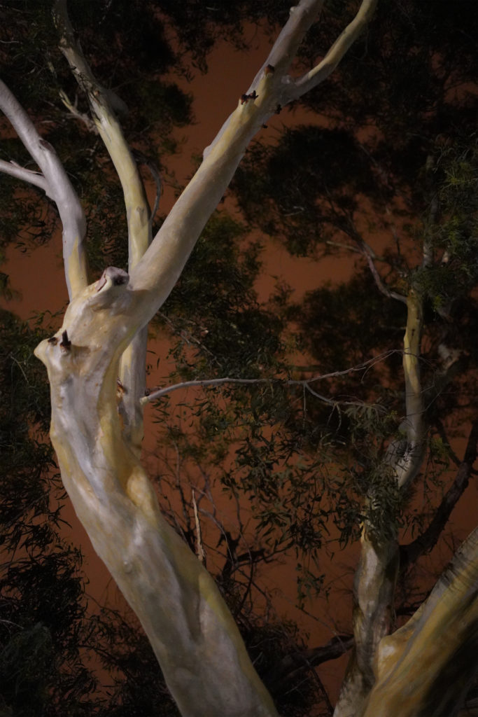« Eucalyptus I », série « Les Géographes », 2021 © Johanna-Tilche Jean