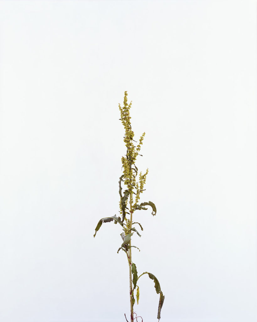 Eric Poitevin Sans Titre (fleur jaune), 2019, impression jet d'encre, 89 x 71 cm