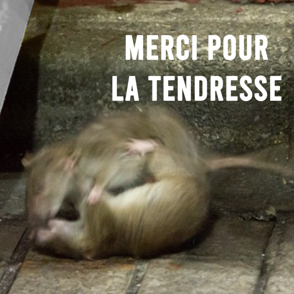 🐀 Performance sonore Merci pour la tendresse – 07/11/2025 à 19h